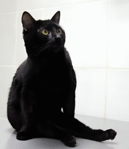 disabled cat