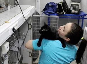 disabled cat