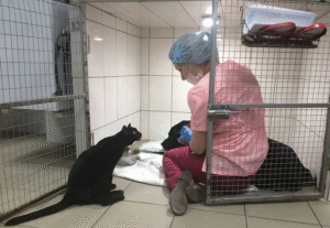 disabled cat