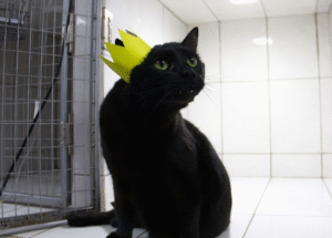 disabled cat