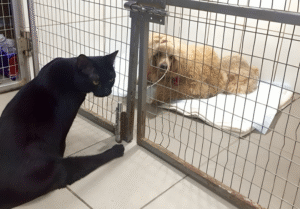 disabled cat