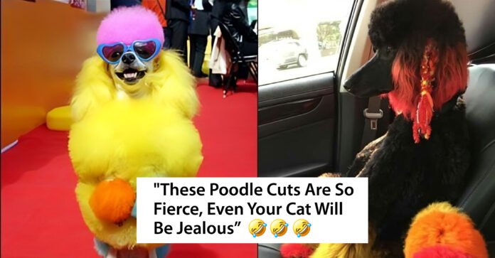 poodle hairstyles
