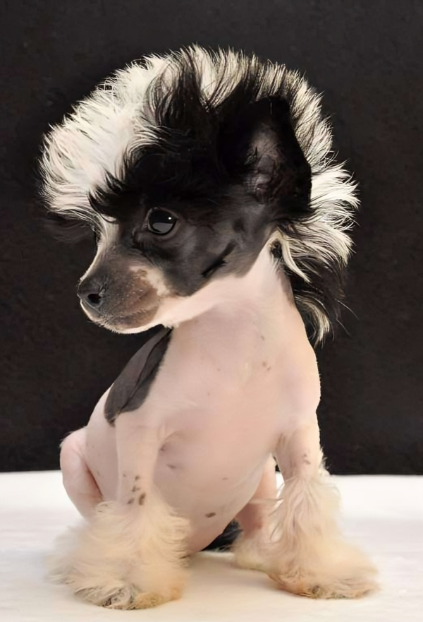poodle hairstyles