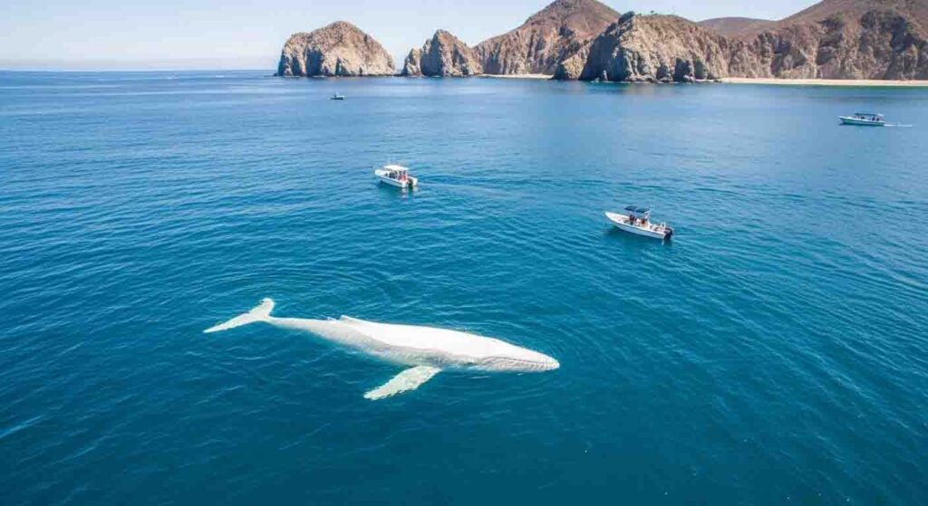 A Rare Albino Whale