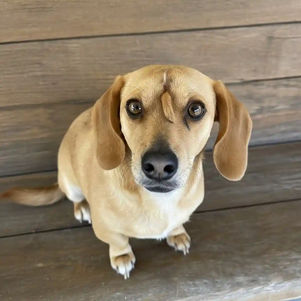 Unicorn Puppy Narwhal