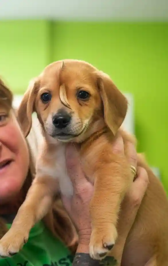 Unicorn Puppy Narwhal