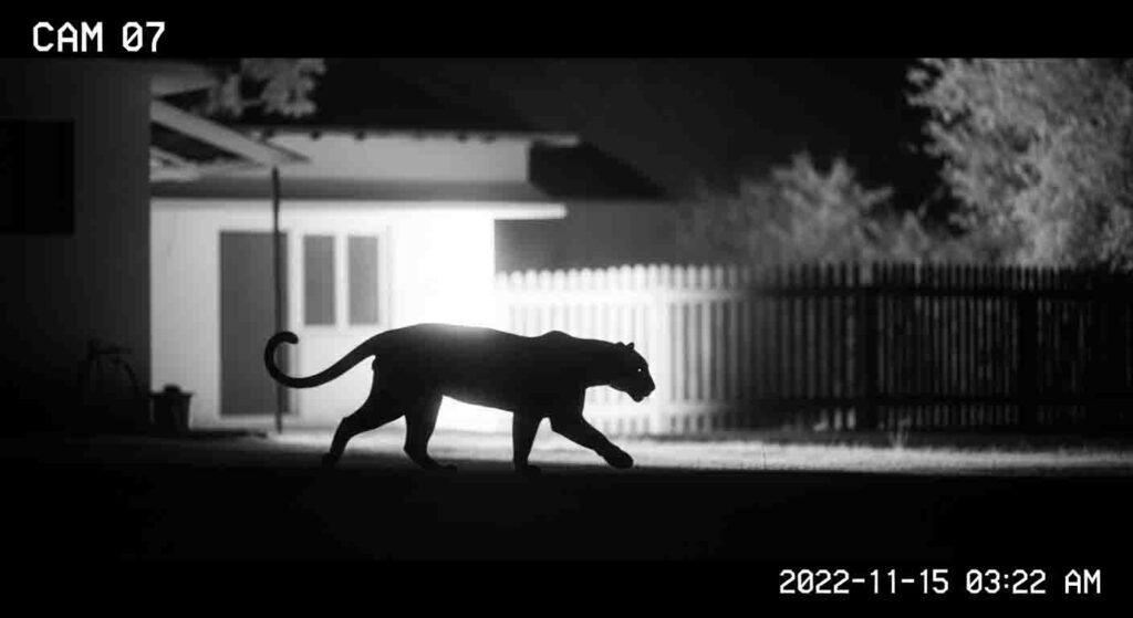 the-rare-black-panther