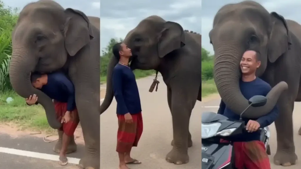 Baby Elephant's Shocking River Rescue Will Melt You