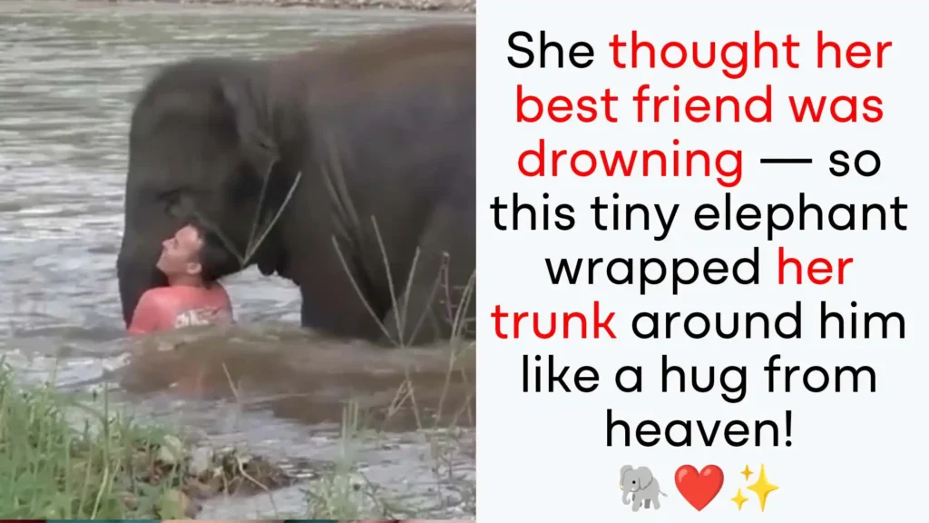 elephant saves handler from drowning