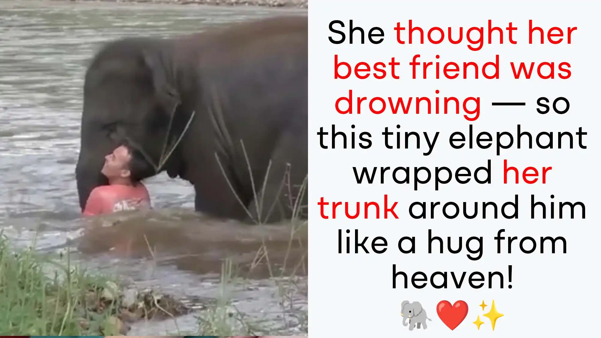 Elephant Calf Saves Handler from Drowning – The Touching Trunk Rescue That Went Viral