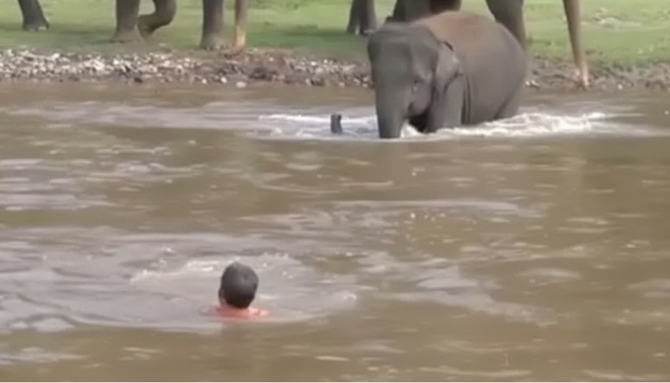 Baby Elephant's Shocking River Rescue Will Melt You