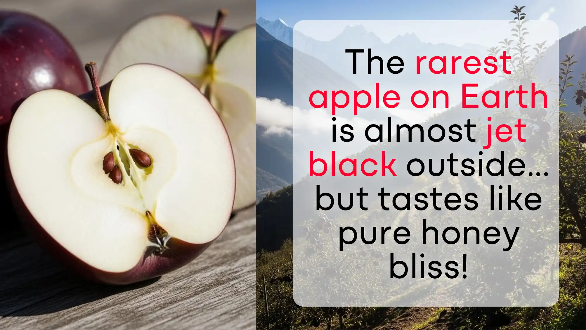Black Diamond Apple: The Mysterious Tibetan Fruit That Costs $20 Each and Hides a Sweet Secret