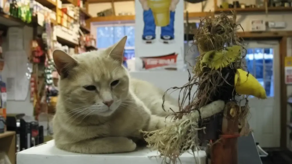 honorary cat mayor Stubbs