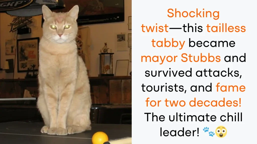 honorary cat mayor Stubbs