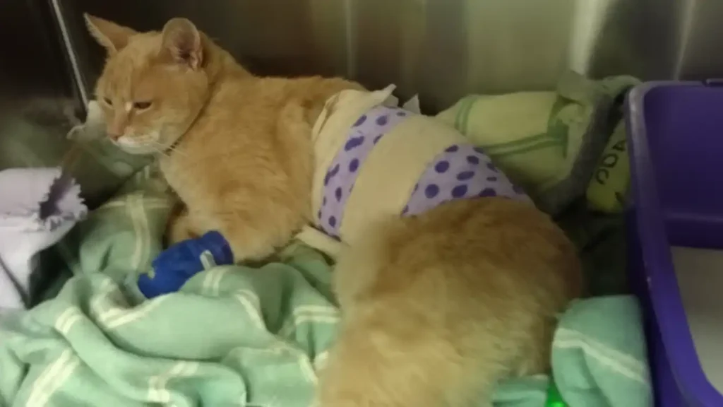 honorary cat mayor Stubbs