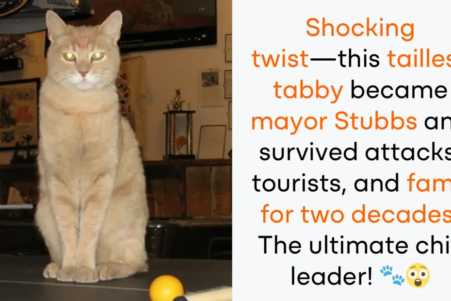 honorary cat mayor Stubbs