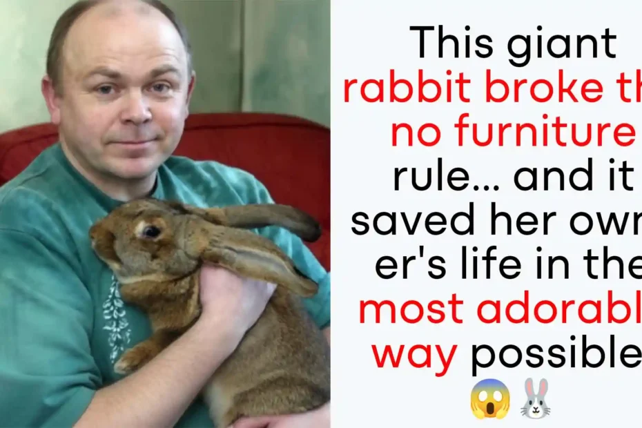 rabbit-saves-diabetic-owner-dory-hero-story