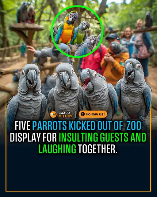 Swearing parrots viral